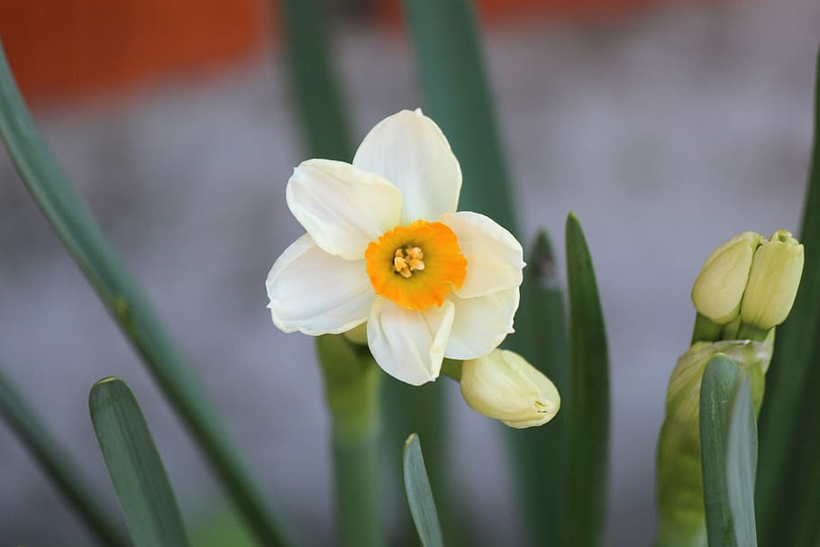 narcissus, flowers, plants, flowering plant, freshness, fragility HD wallpaper