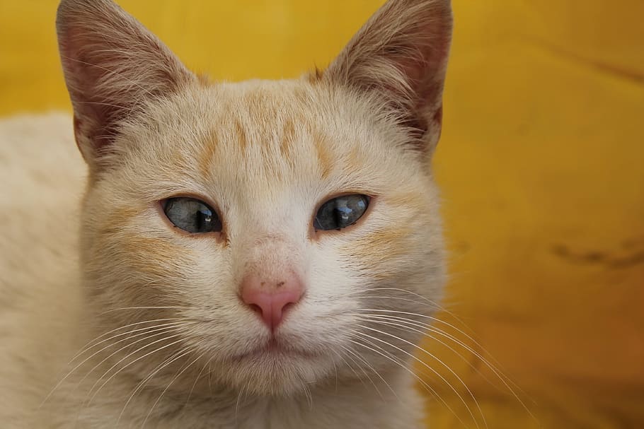 cat, strabismus, yellow, mammal, animal themes, domestic, pets HD wallpaper