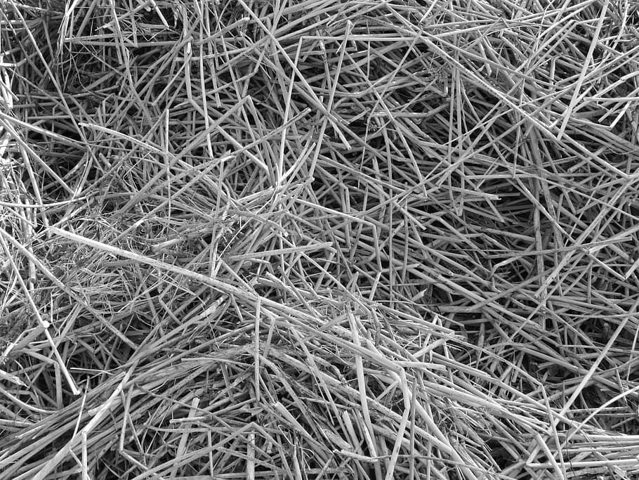 reeds, nature, plants, texture, background, natural, grass HD wallpaper