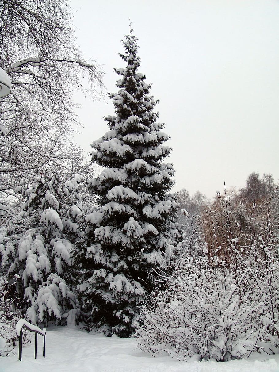 Tree, Winter, Snow, Snowy, Fir, Forest, landscape, winter magic HD wallpaper