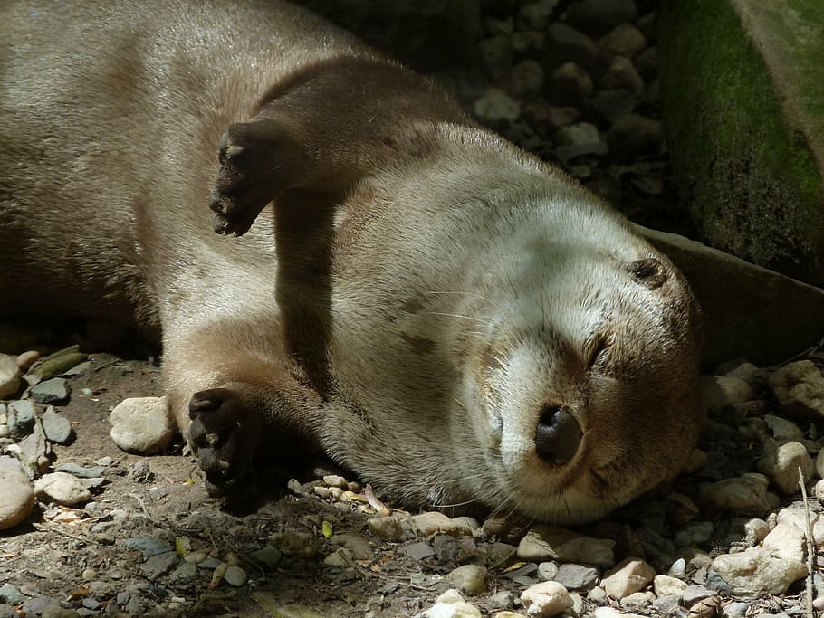 otter, sleeping, wildlife, mammal, nature, river, cute, brown HD wallpaper