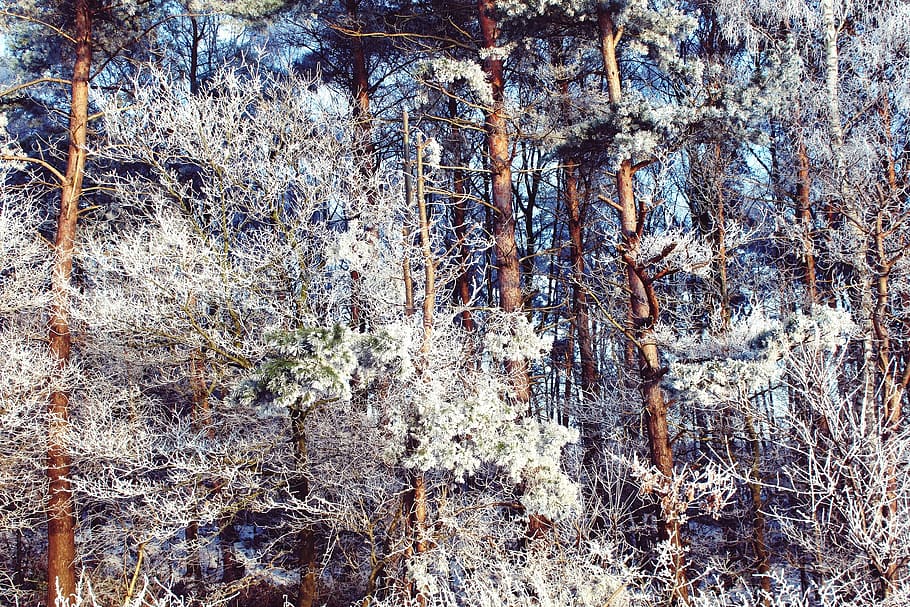 forest, wintry, winter, landscape, snow, snowy, winter magic HD wallpaper