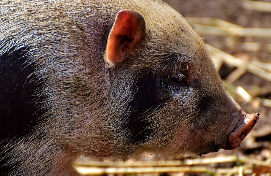 piglet, young animals, small, funny, cute, sweet, small pigs HD wallpaper