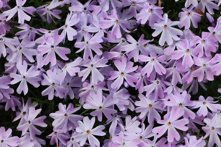 plant, flower, blossom, bloom, purple, violet, beauty in nature HD wallpaper