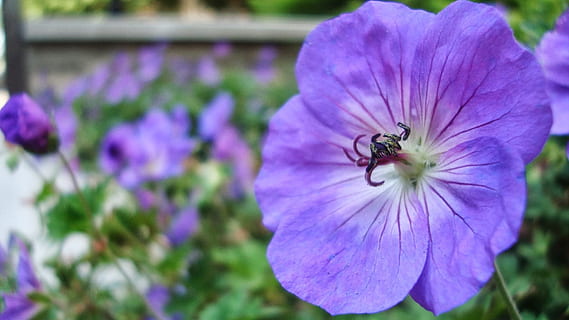 indigo, flower, garden, flowering plant, freshness, purple HD wallpaper