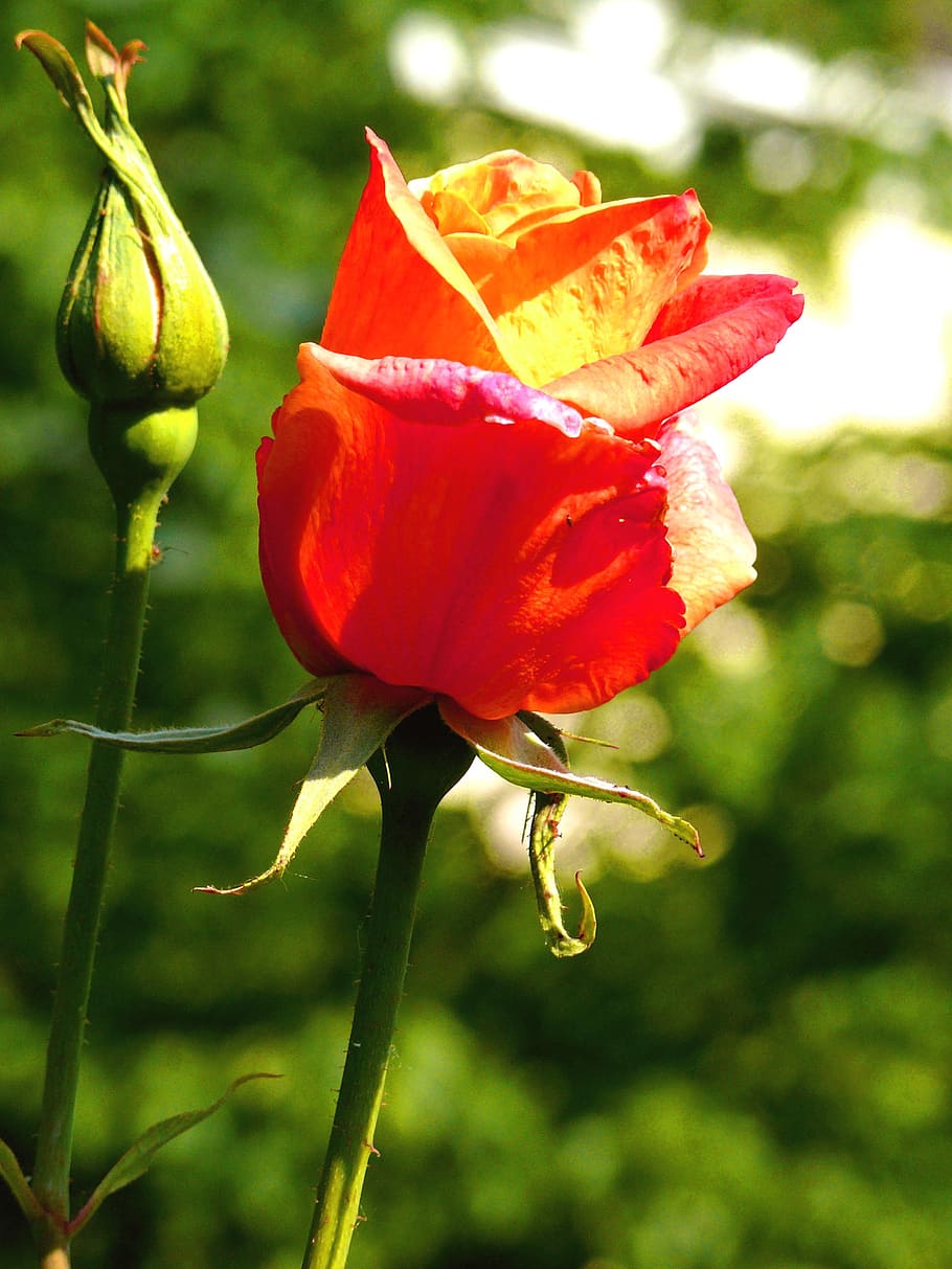 rose, red, bud, bloom, blossom, nature, stem, petals, colorful HD wallpaper