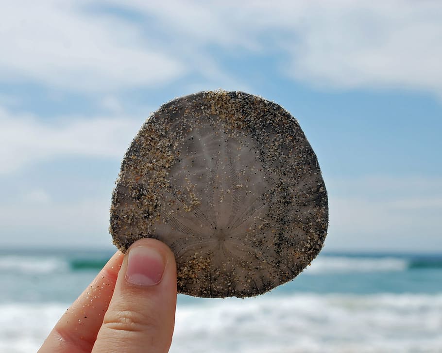 beach, sand dollar, ocean, summer, sea, vacation, holiday, seascape HD wallpaper
