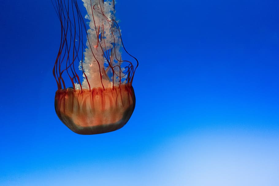 orange jellyfish, jelly fish, gradient, osaka aquarium, water HD wallpaper