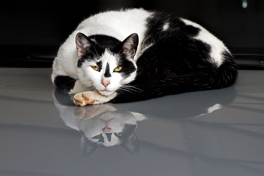 Cat, Reflection, Sleepy, Pet, Animal, kitty, white, feline HD wallpaper