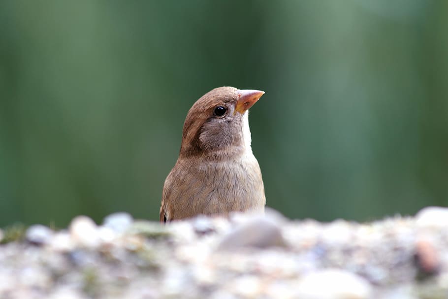 Sparrow, Bird, Nature, one animal, animal themes, day, animals in the wild HD wallpaper