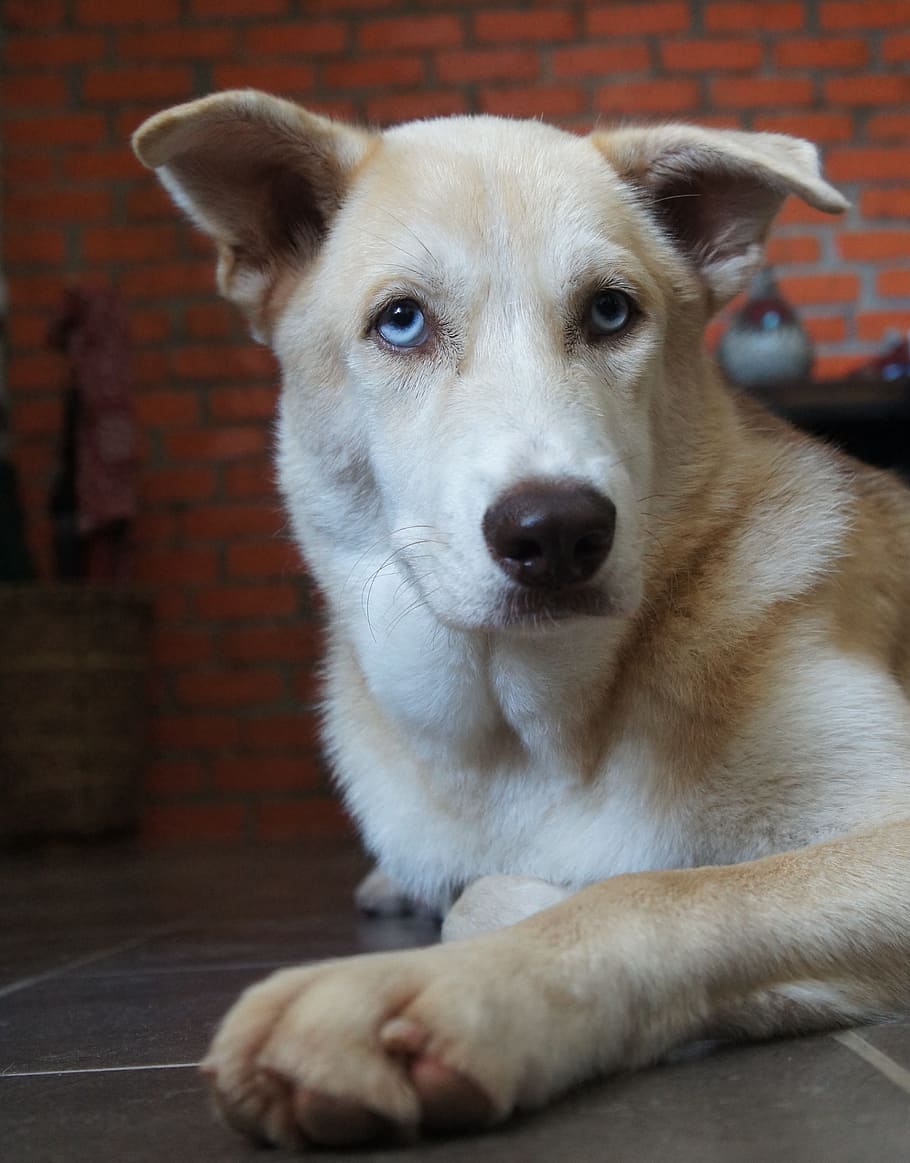 mixed husky, dog, canine, pet, doggy, animal, mutt, adorable HD wallpaper