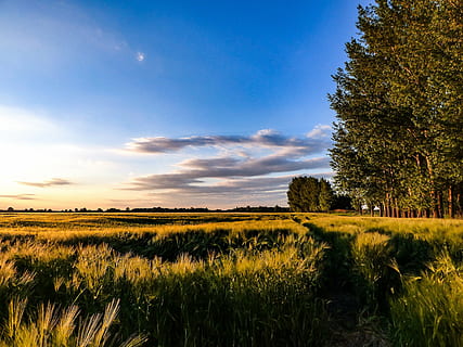 green trees, wheatfield, sky, landscape, sowing, grain, sunshine HD wallpaper
