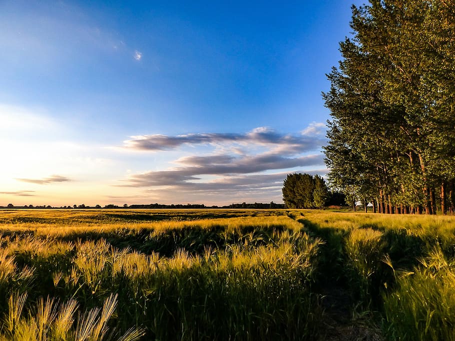 green trees, wheatfield, sky, landscape, sowing, grain, sunshine, HD wallpaper