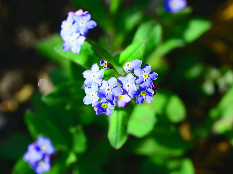 forget-me-not, myosotis, mouses ear, blue, tiny, flower, annual, HD wallpaper