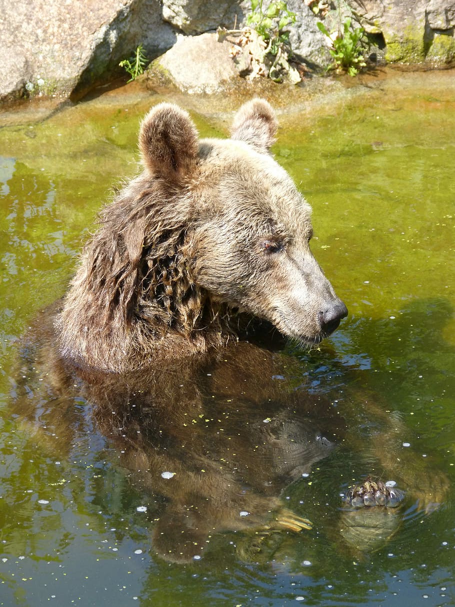 gray bear in water near stone during daytime, Zoo, Animal, Predator HD wallpaper