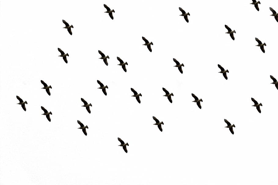 flock of bird flying midair, sky, flight, bird flight, in flight, HD wallpaper