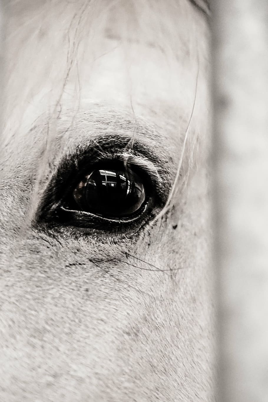 horse, eye, animal, human eye, one person, human body part, HD wallpaper