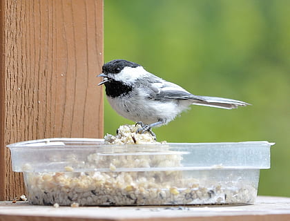 Chickadee, Bird, Nature, Songbird, birdwatching, avian, one animal HD wallpaper