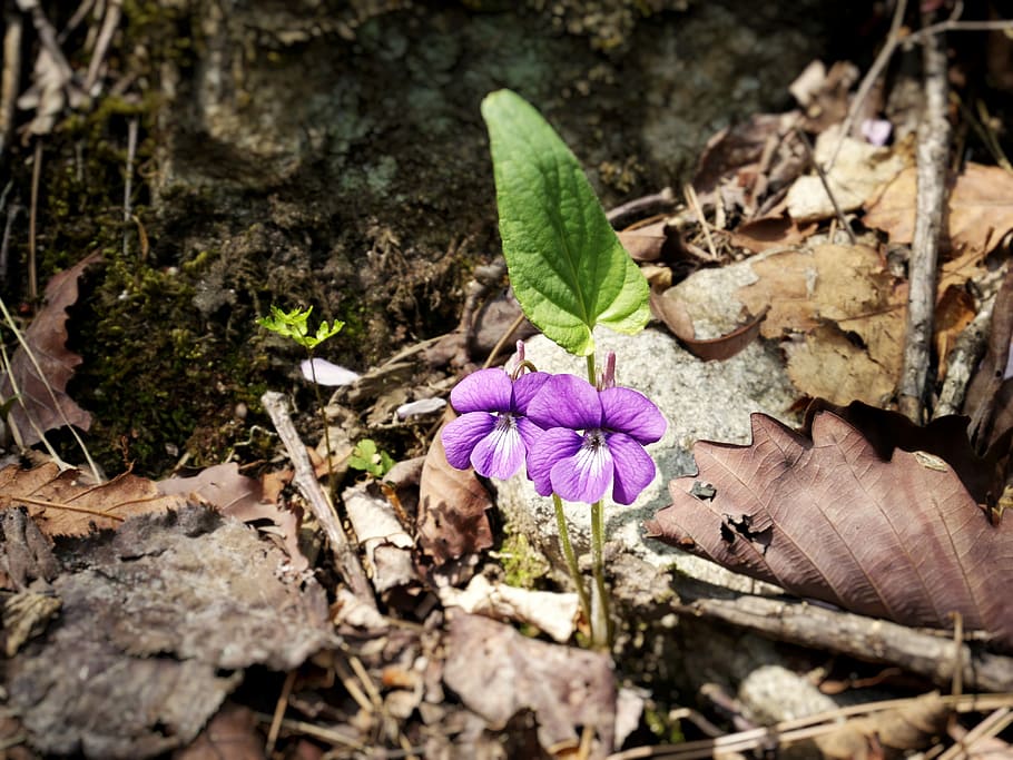 Violet, Flowers, Mountain, Nature, forest, spring, plants, dobong HD wallpaper