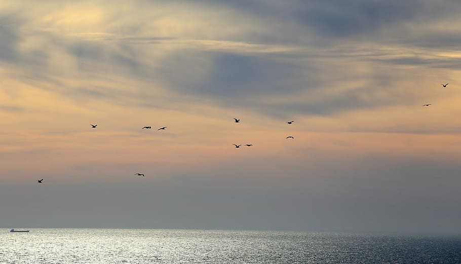 flight of birds under nimbus clouds, sound, sky, animal themes HD wallpaper