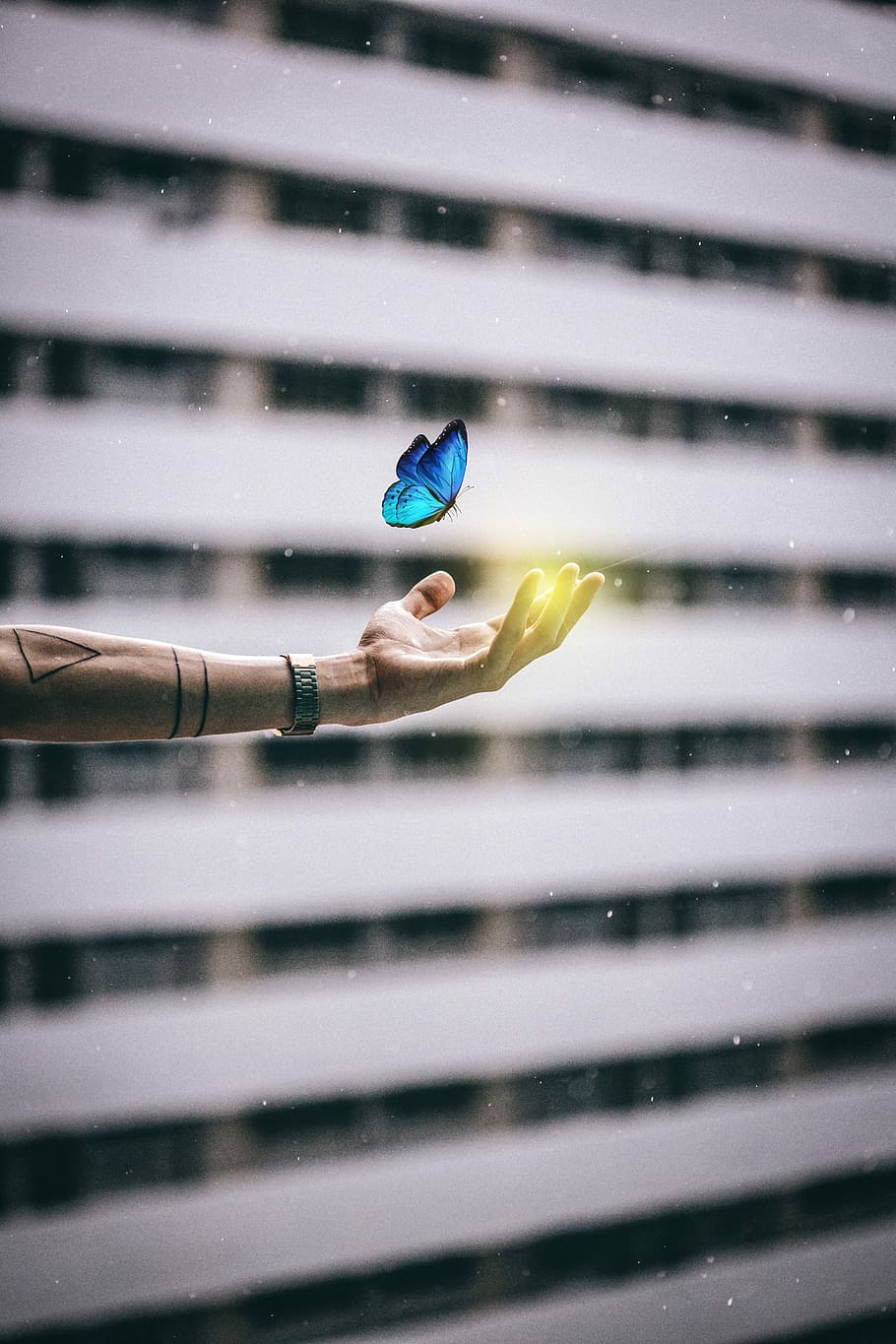 blue morpho butterfly above left human hand, building, desktop HD wallpaper