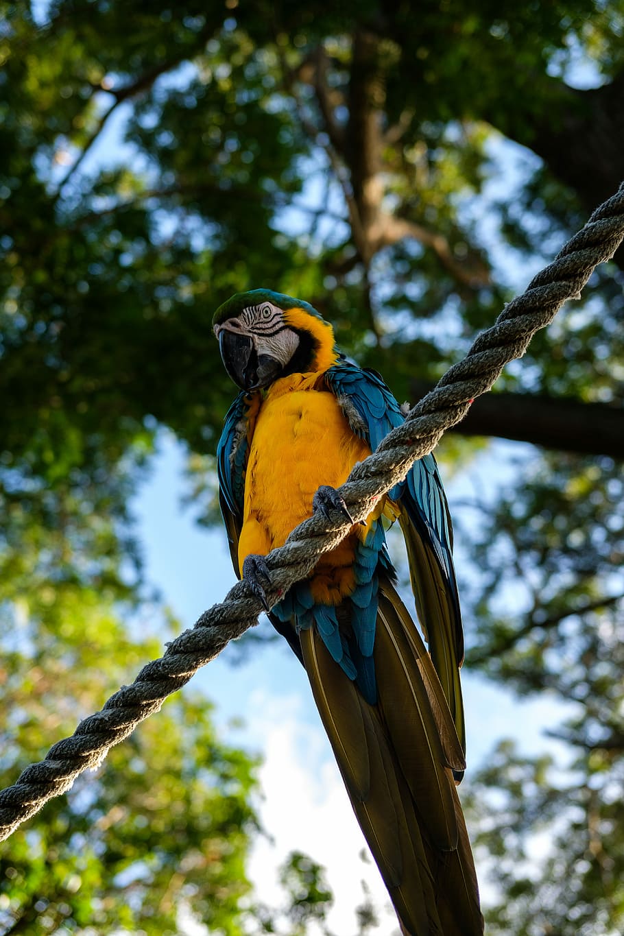 yellow and blue parrot perching on brown rope, shallow focus photography of orange macaw sits on brown rope HD wallpaper