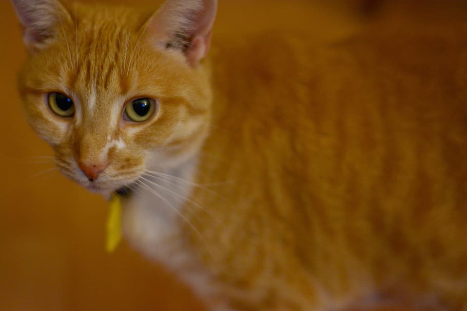 animal, cute, cute animals, cat, kitten, domestic, portrait HD wallpaper