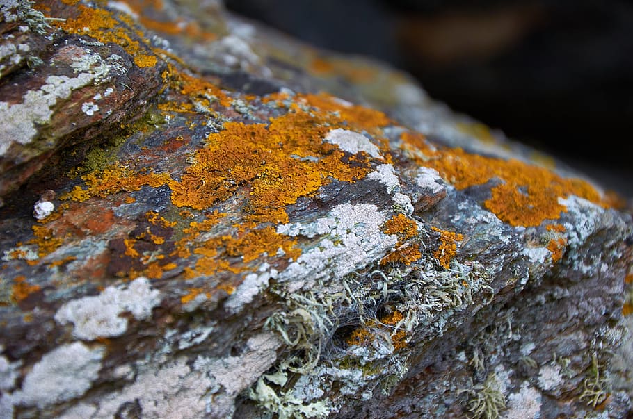 moss, rock, nature, stone, green, idyllic, fouling, creek, bemoost HD wallpaper