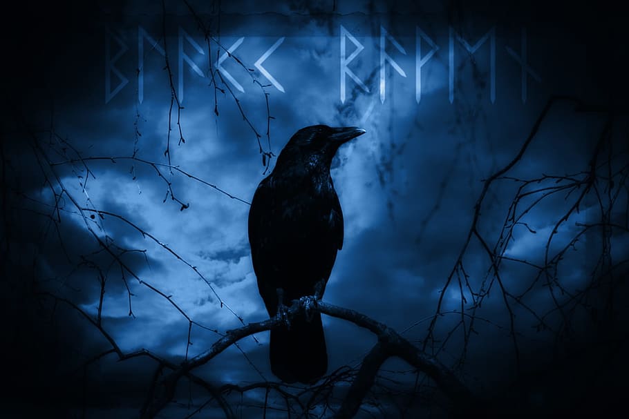black crow illustration, raven, dark, mystical, night, moonlight, HD wallpaper
