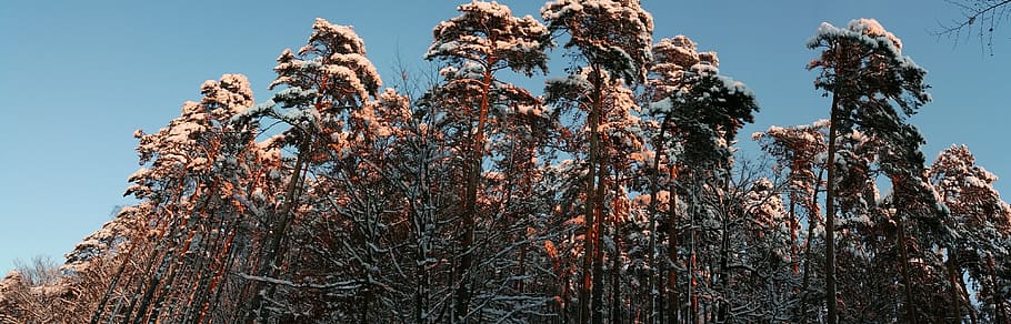 Pine, Winter, Romantic, Mood, winter mood, sunset, forest, trees HD wallpaper