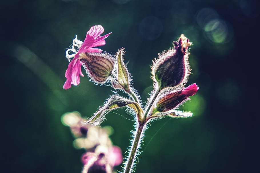 close-up photo of pink flowers, macro, flower macro, macro photography HD wallpaper