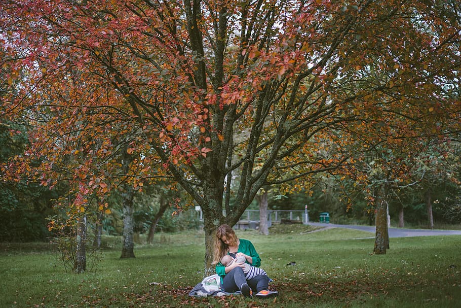 woman holding baby sitting under the tree, woman breastfeeding under orange leaf tree on green grass field, HD wallpaper