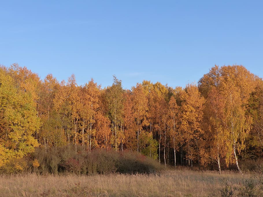 forest, leaves, autumn, tree, nature, fall color, autumn forest HD wallpaper