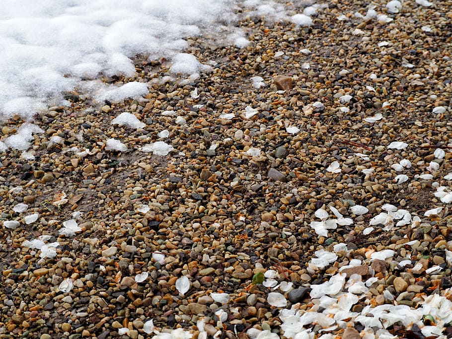 Petals, Snow, Gravel, Spring, Winter, ground, rock - object HD wallpaper
