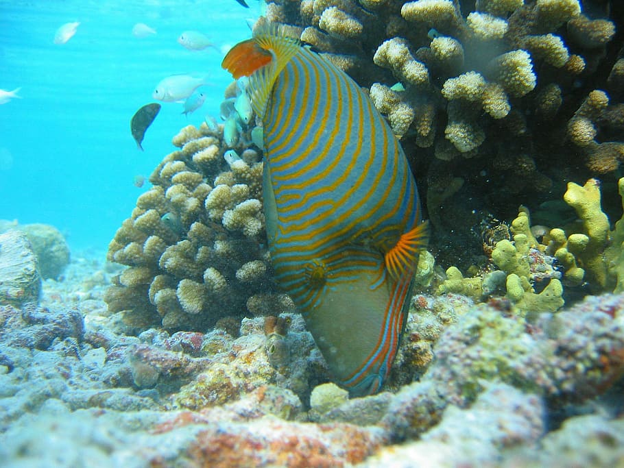 orange lined triggerfish, undulated, tropical, reefs, maritime HD wallpaper