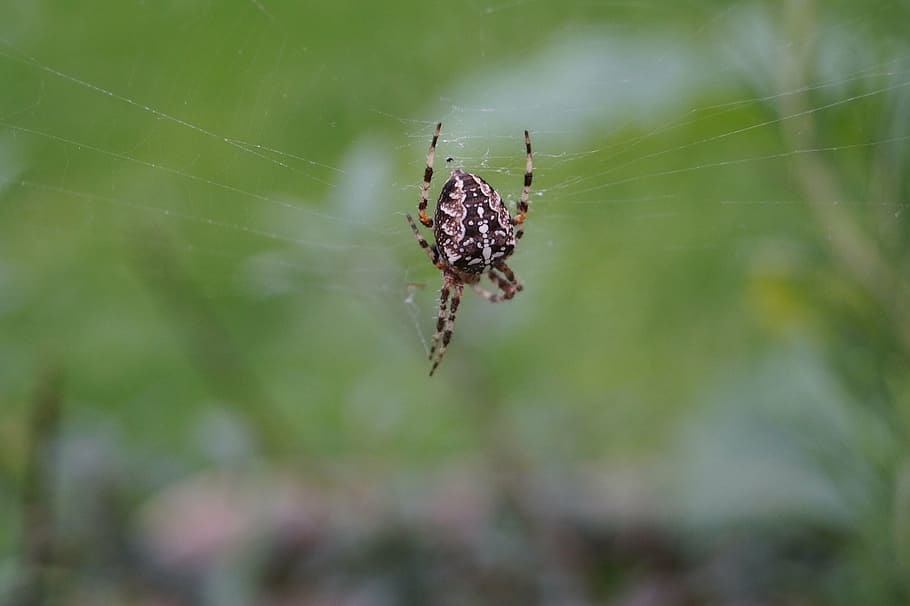 spider, insect, cobweb, close, nature, animal, macro, spider web HD wallpaper