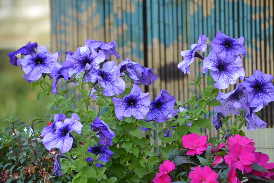 flower, plant, nature, blossom, bloom, spring, flowering plant HD wallpaper