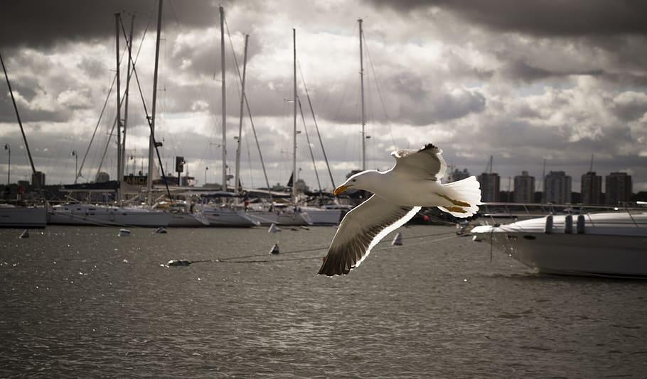 white and black bird, seagull, ave, beach, wings, sky, cloudy HD wallpaper