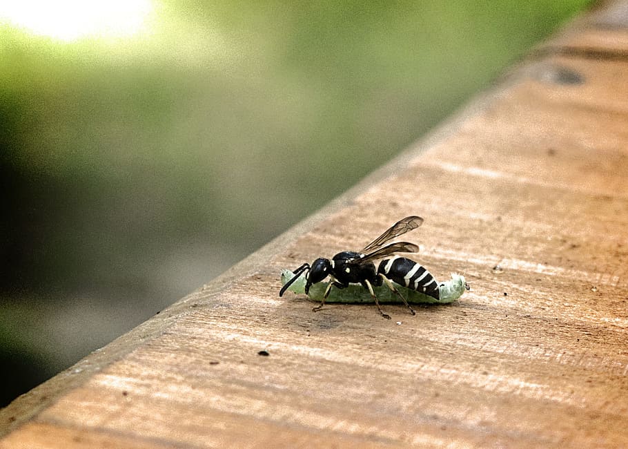 wasp, caterpillar, eat, fight, insect, wing, wildlife, bug HD wallpaper