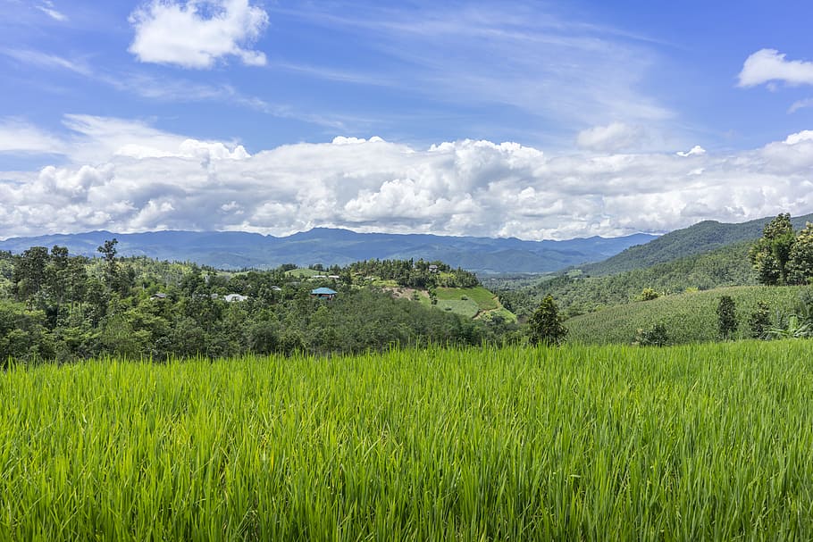 rice field and view of mountain, land, farm, forest, green HD wallpaper