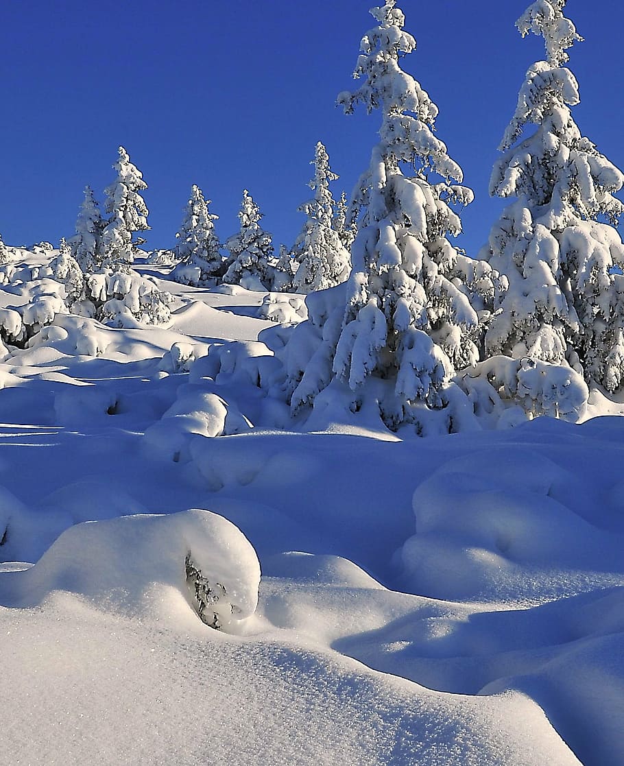 winter, snow, tree, snow-covered trees, spruce, biel, fresh snow HD wallpaper