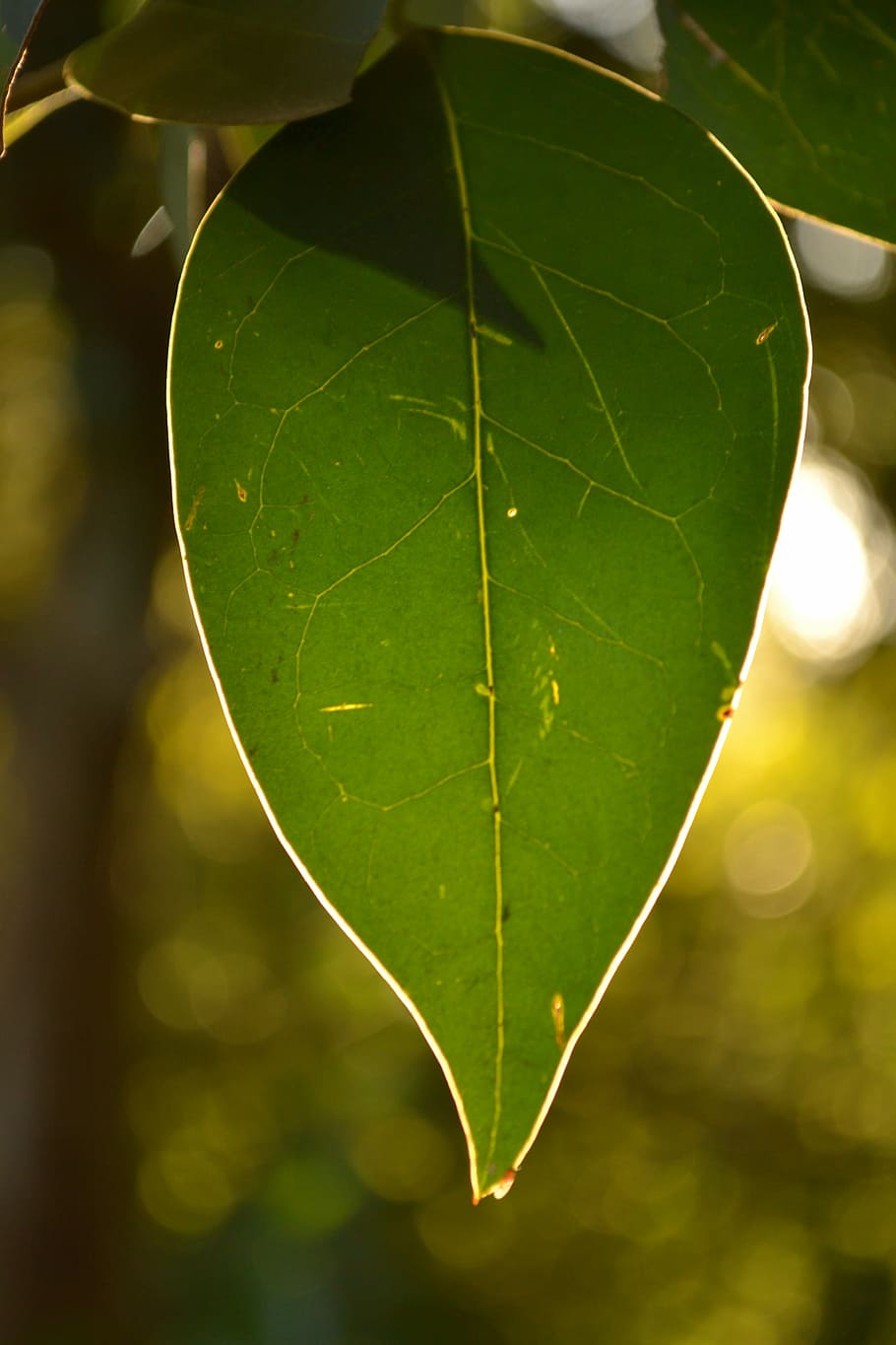 nature, leaf, tree, life, plant part, green color, close-up HD wallpaper