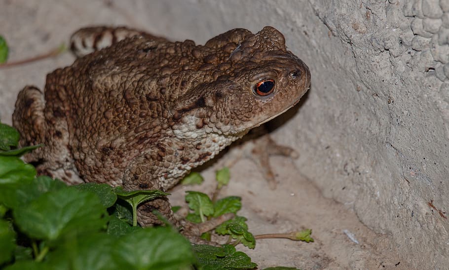 frog, animals, toad, amphibians, kermit, animal themes, one animal HD wallpaper
