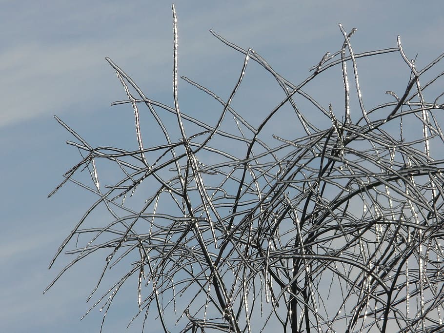 Sprig, Twig, Ice, Blue, Icy, winter, no people, outdoors, sky HD wallpaper