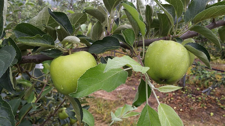 apple, abstract, fruit, food, agriculture, leaf, nature, freshness HD wallpaper