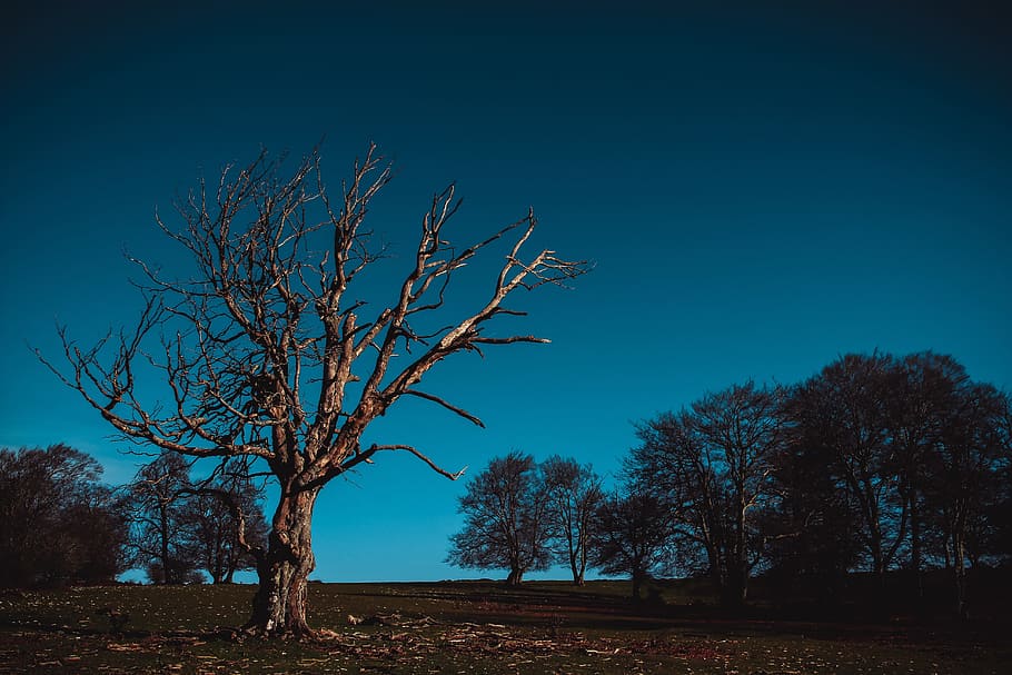 Nature, Tree, Field, postapokalipsis, landscape, living nature HD wallpaper