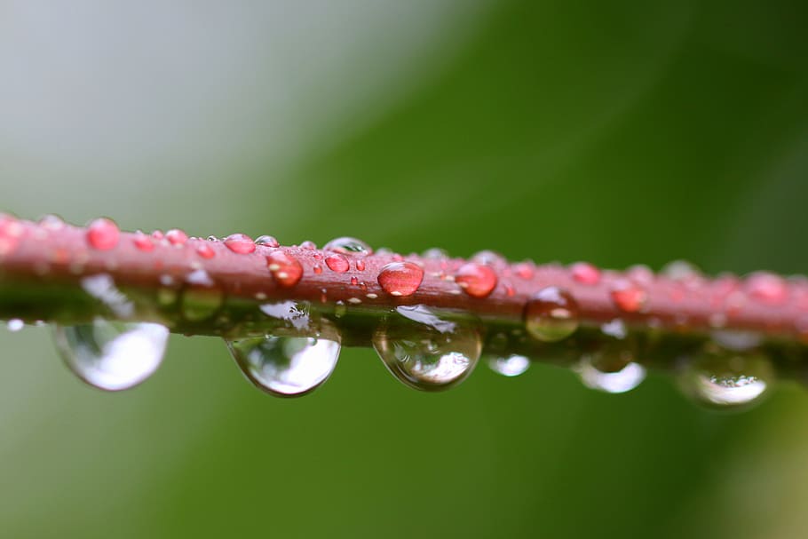 drops, rain, twig, wet, water, nature, raindrop, green, close-up HD wallpaper