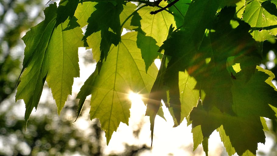 sunlight, green, leaf, nature, summer, sunny, tree, bright HD wallpaper