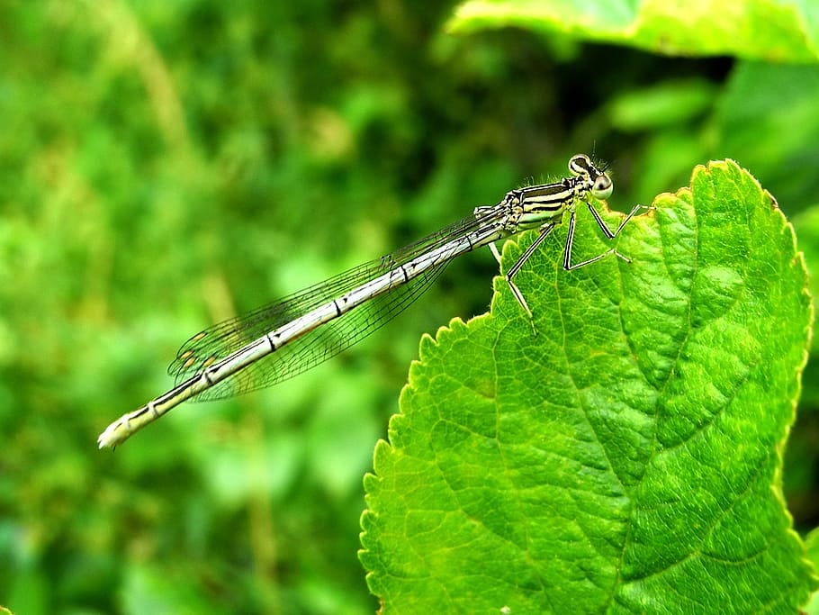 dragonfly, insect, green, macro, nature, winged insects, invertebrate HD wallpaper
