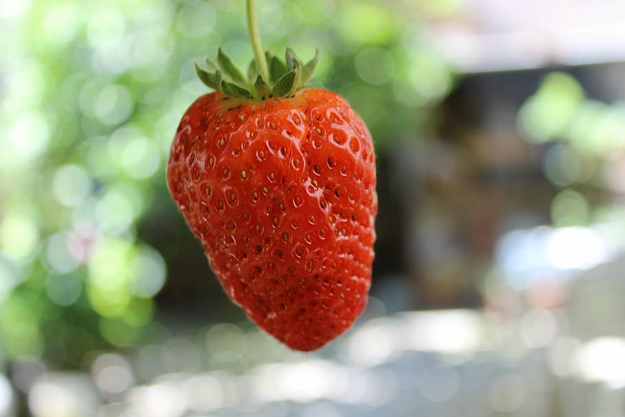 fruit, strawberry, red, nature, food, healthy eating, berry fruit HD wallpaper